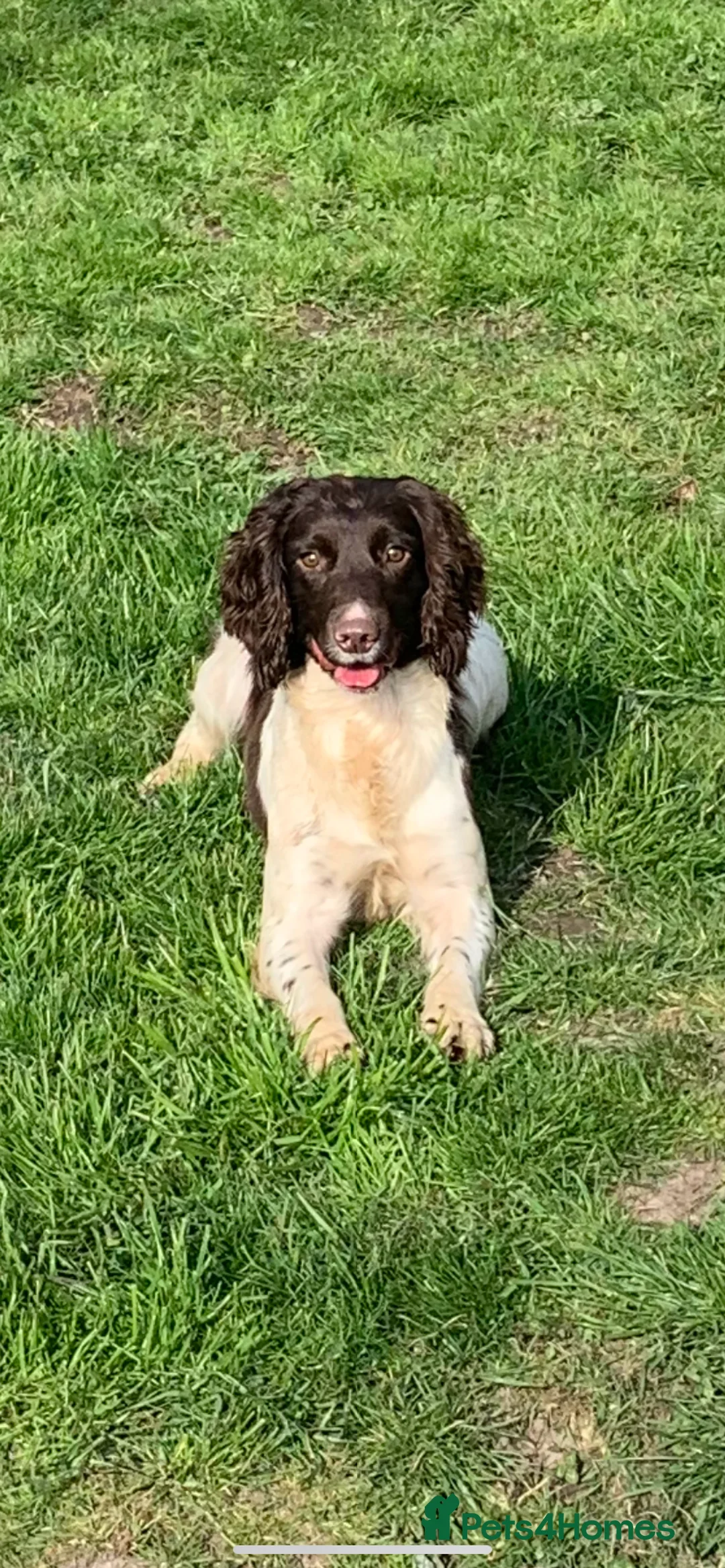 Sprocker dogs for sale: Sprocker Bitch puppy ready to go  - Advert 7