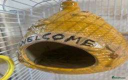 Budgerigars birds for sale: Budgies Birds  - Image 6