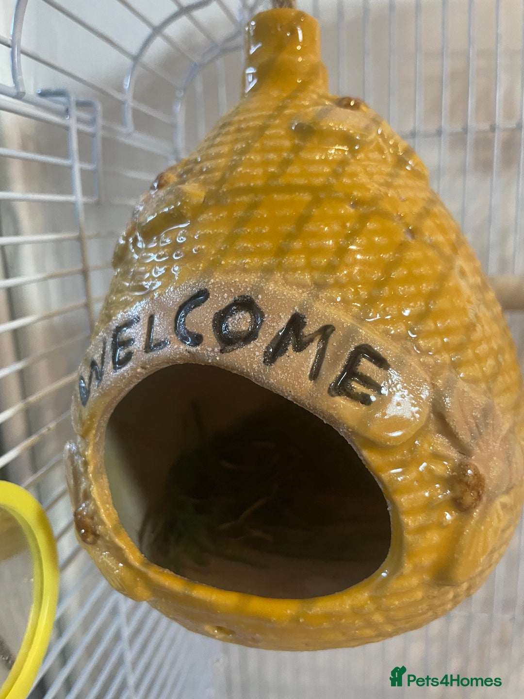 Budgerigars birds for sale: Budgies Birds  - Image 6
