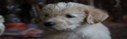 Labradoodle dogs for sale: Beautiful Third-Generation Labradoodle Puppie - Advert 7