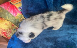 Border Collie dogs for sale: Gorgeous Long Haired Blue Merle Girl and Boy Pups - Image 2
