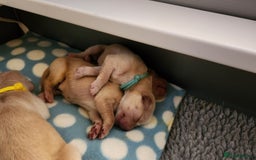 Golden Retriever dogs for sale: Litter of Golden Retriever Puppies Ready Now. - Image 12