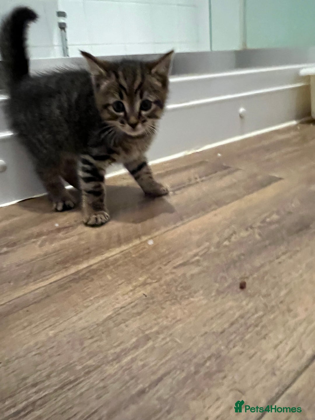 Domestic Shorthair cats for sale: 1 Gorgeous baby male Tiger left  - Image 4