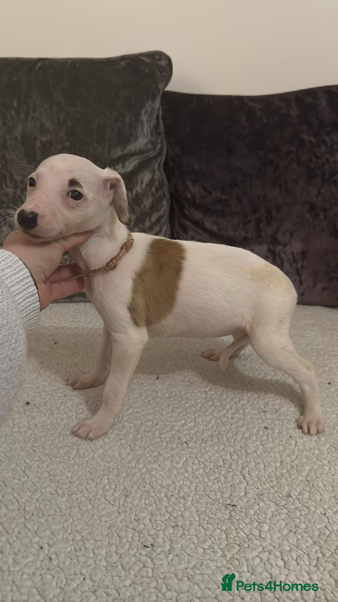 Whippet dogs for sale: Whippet pups - Advert 3