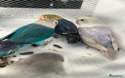 Lovebirds birds for sale: Various Baby Fishers Lovebirds - Image 2