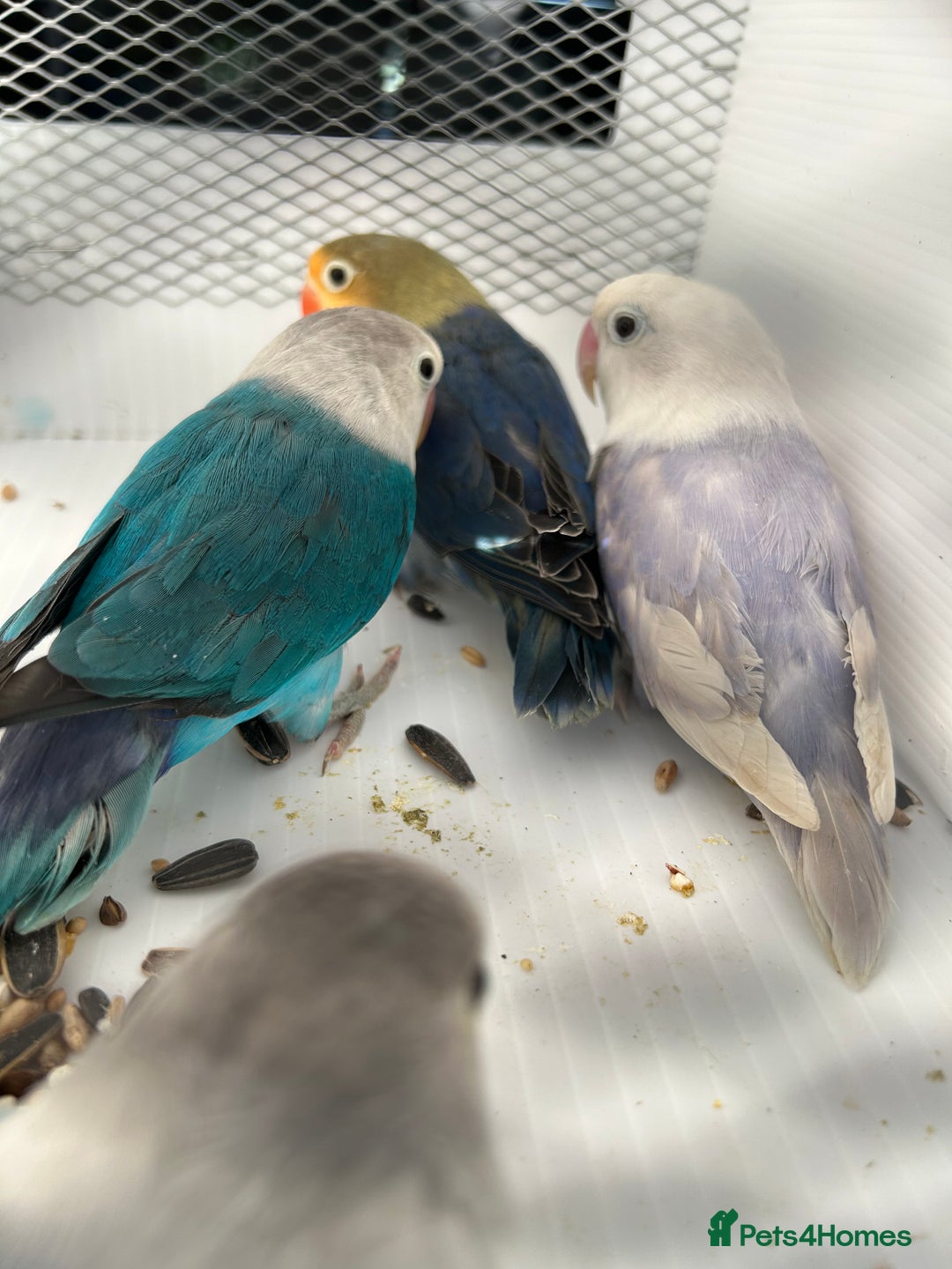 Lovebirds birds for sale: Various Baby Fishers Lovebirds - Image 2