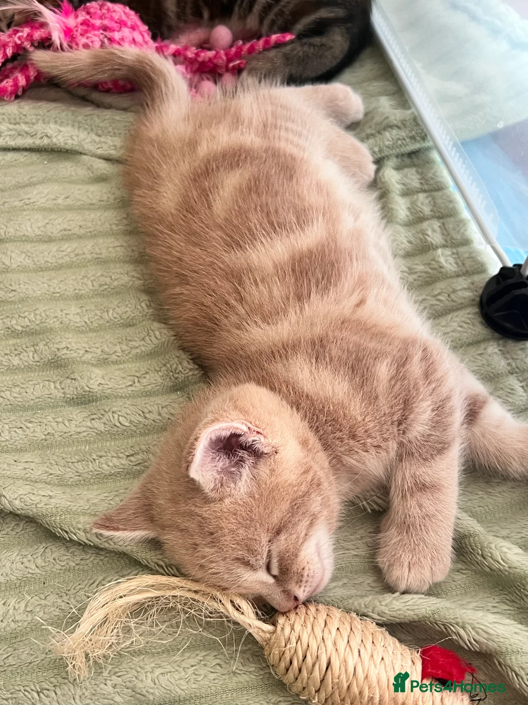 Mixed Breed cats for sale: Ginger male kitten - Advert 2