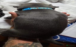 Staffordshire Bull Terrier dogs for sale: Purebred Blue English Staffordshire Bull Terriers - Image 4