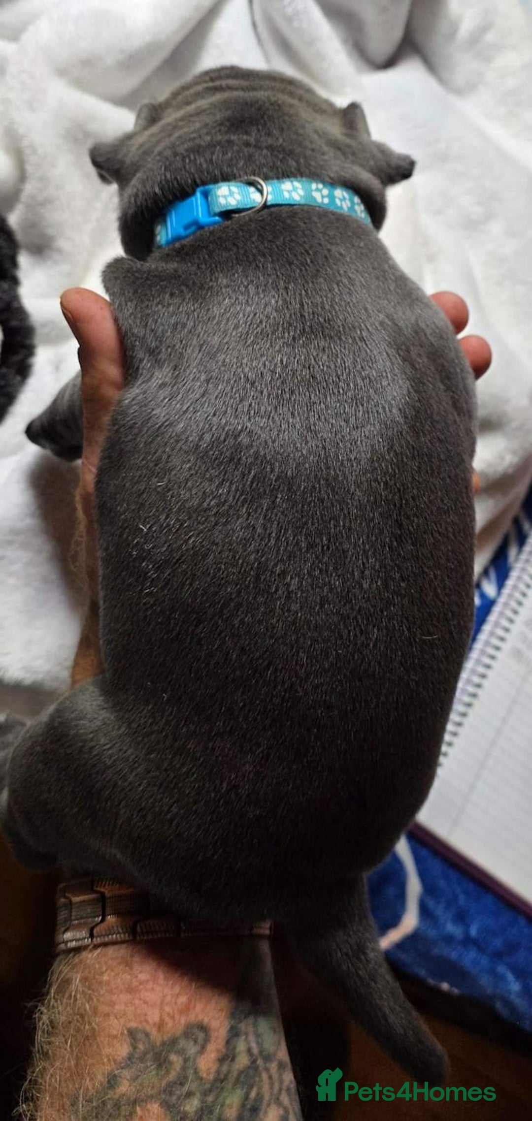 Staffordshire Bull Terrier dogs for sale: Purebred Blue English Staffordshire Bull Terriers - Image 4