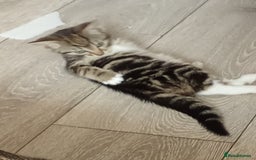 Mixed Breed cats for sale: Kittens for sale  - Image 7