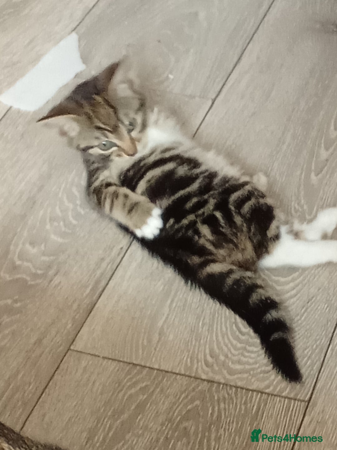 Mixed Breed cats for sale: Kittens for sale  - Image 7