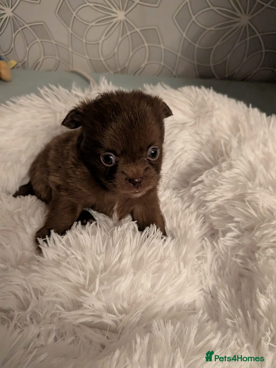Pomchi dogs for sale: Beautiful Pomchi Puppies Loving 🏠 Reared Litters - Advert 8
