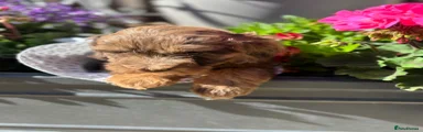 Cockapoo 4