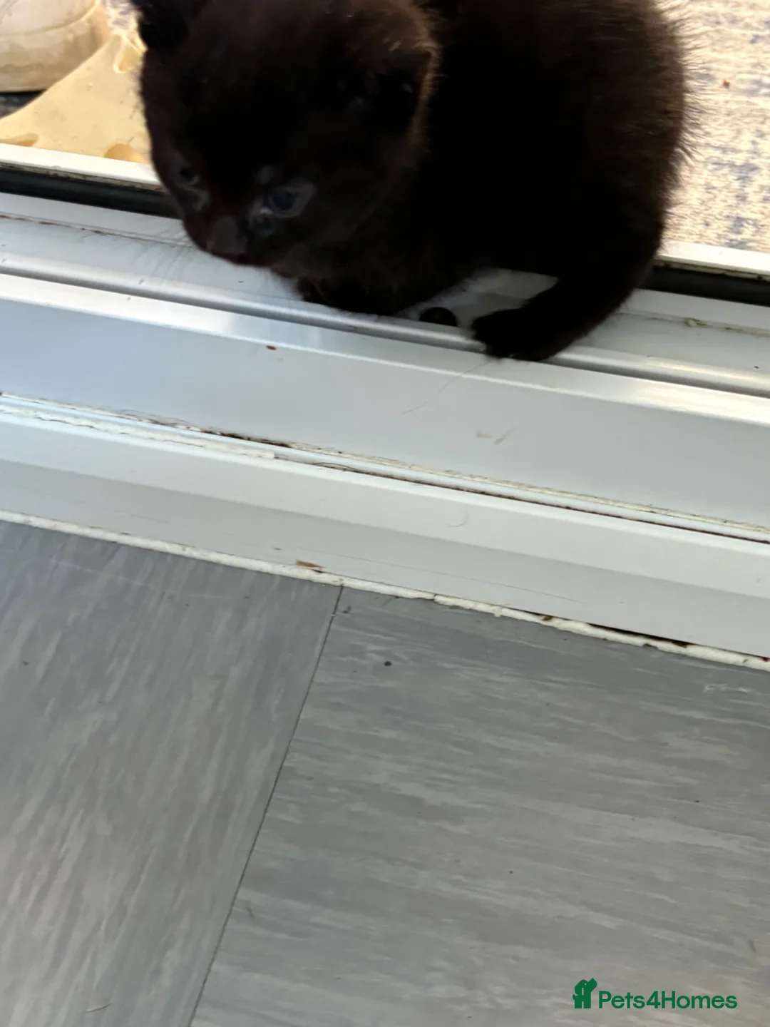 Mixed Breed cats for sale: Lovely black kittens  - Advert 5