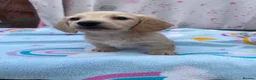 Miniature Dachshund dogs for sale: Longhair cream mini dachshund puppys - Advert 31