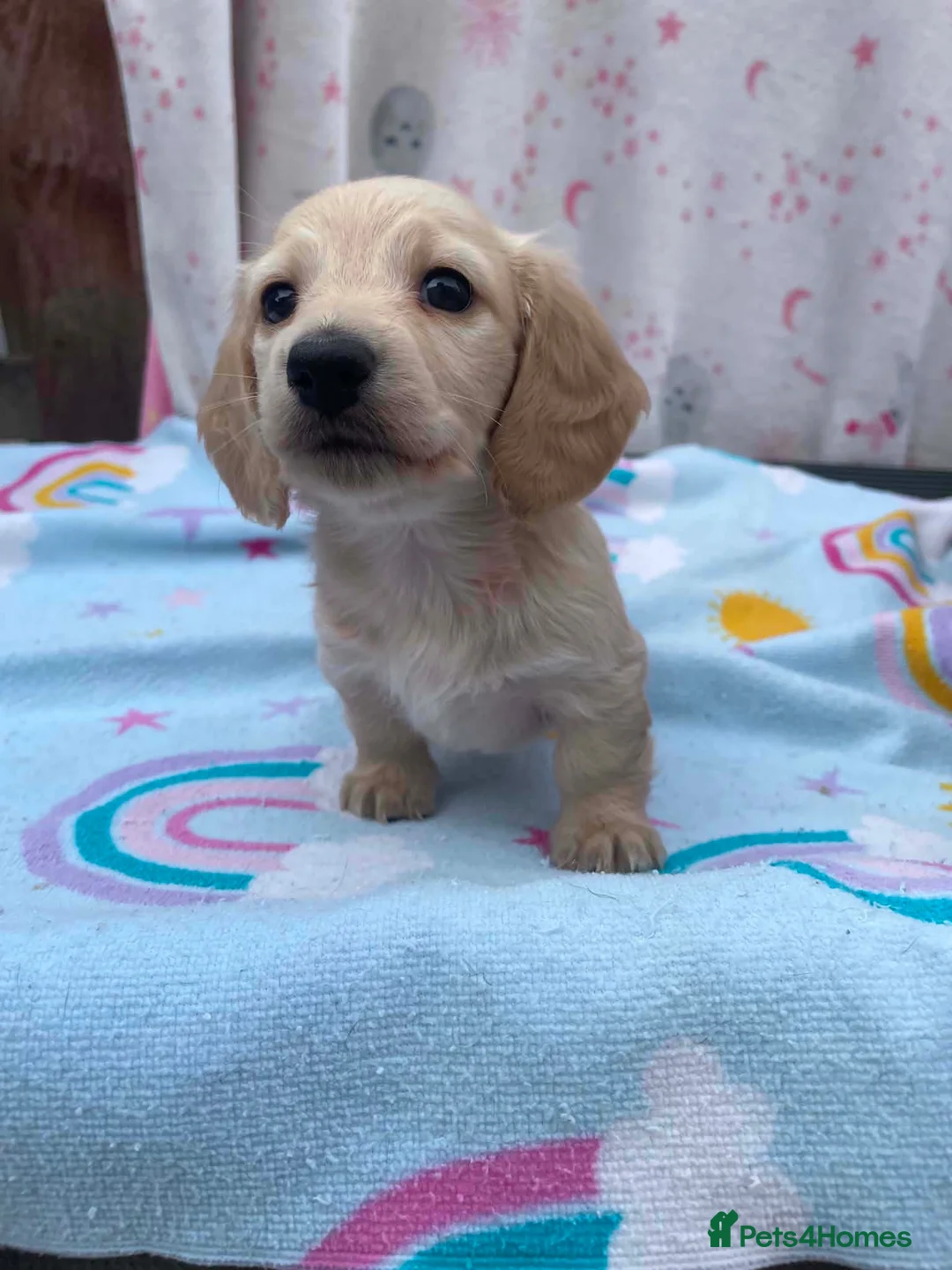 Miniature Dachshund dogs for sale: Longhair cream mini dachshund puppys - Advert 31