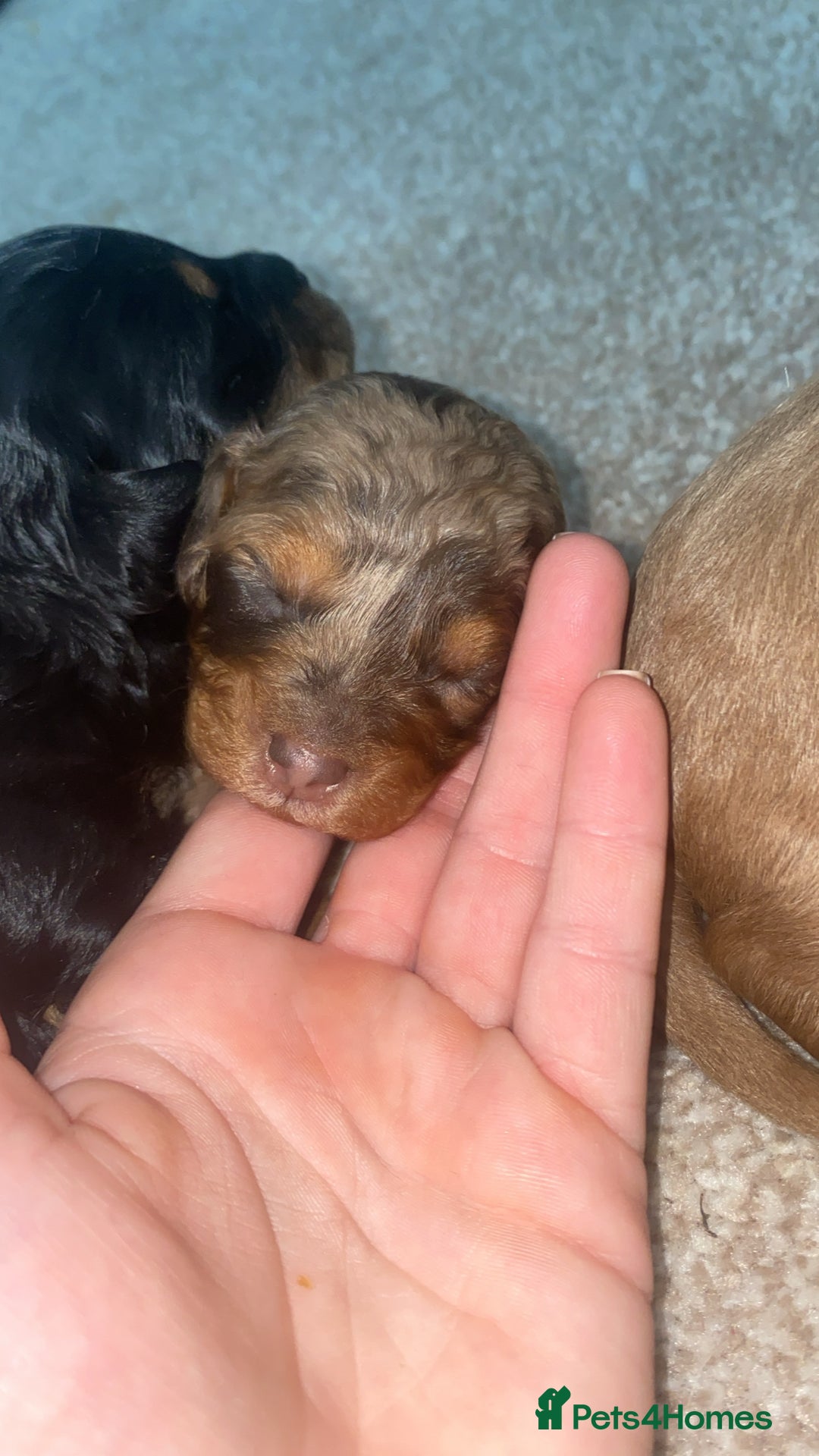 Cavapoo dogs for sale: Healthy unique cavapoos - Advert 3