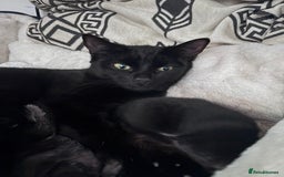 Mixed Breed cats for sale: Mixed breed Bengal kittens - Image 12