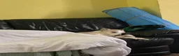 Lurcher dogs for sale: Sammy elderly lurcher  in Bristol - Advert 4