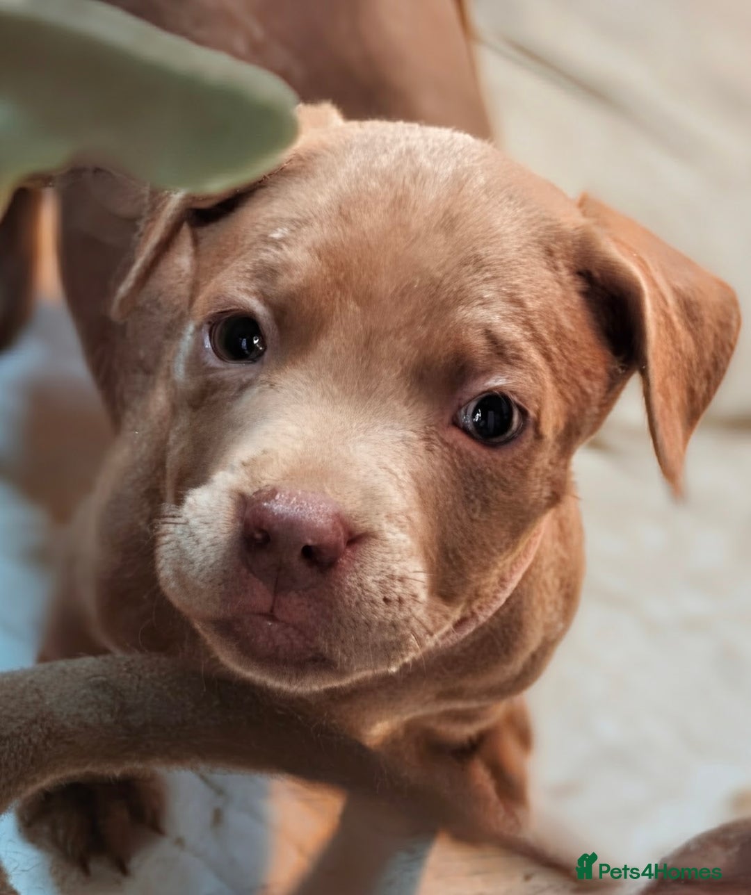 Mixed Breed dogs for sale: F1 MASTADOR PUPPIES FOR SALE  - Advert 9