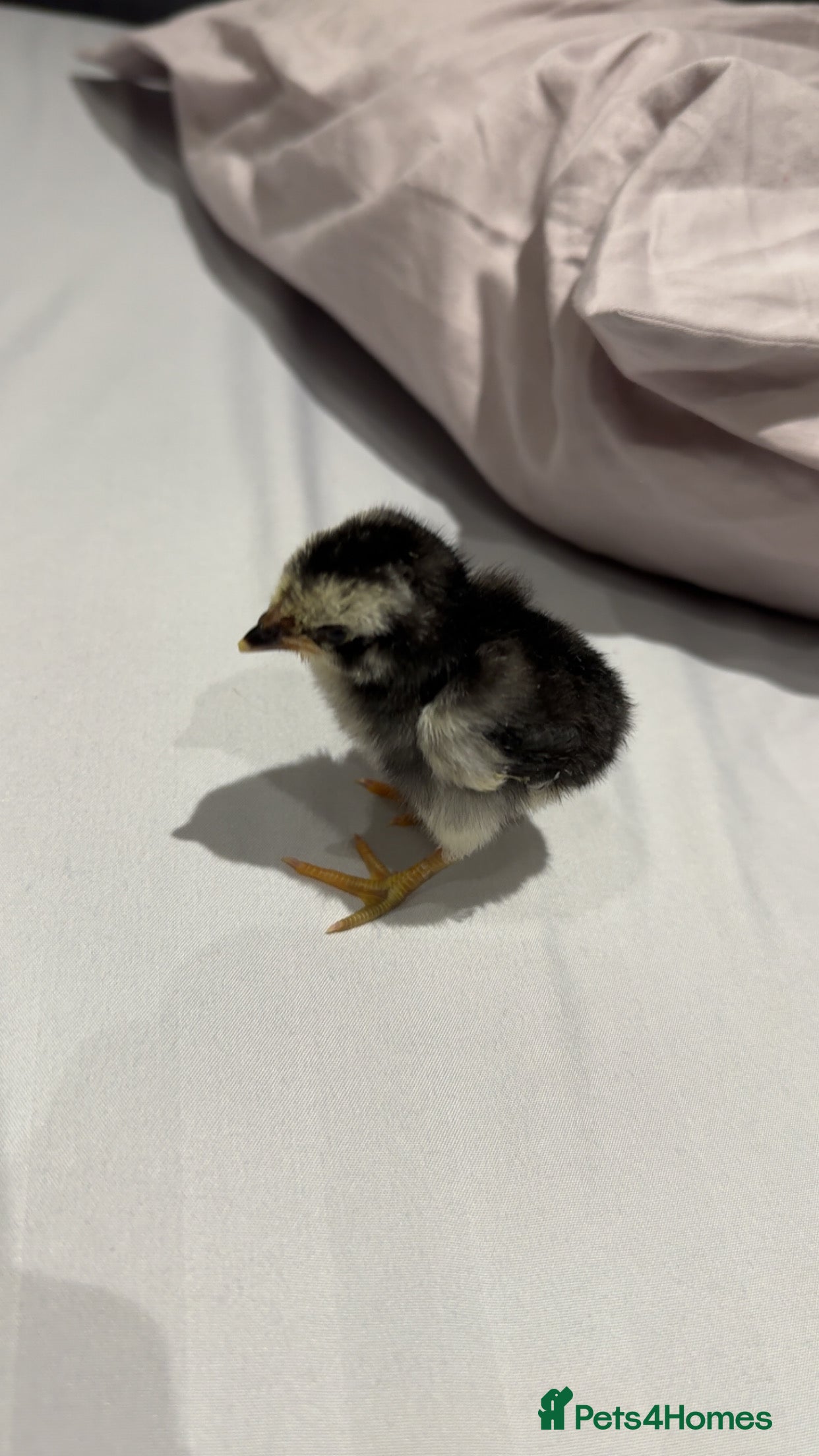 Chickens poultry Rare breed shamo asil for sale one left!!! - Advert 11