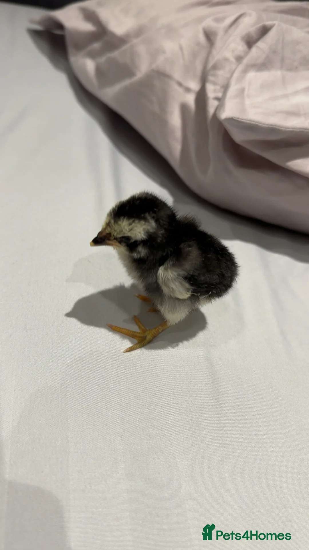 Chickens poultry for sale: Rare breed shamo asil for sale one left!!! - Advert 1