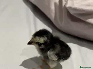 Chickens poultry Rare breed shamo asil for sale one left!!! - Advert 1