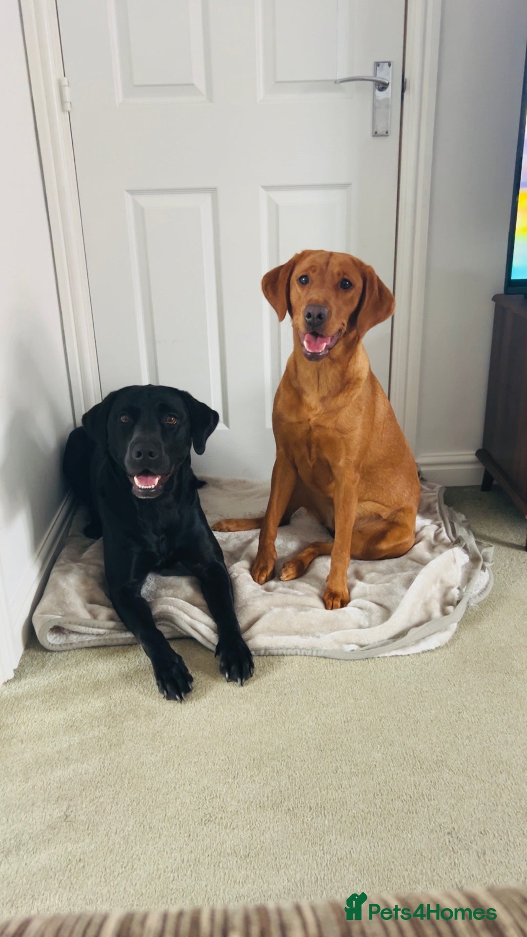 Labrador Retriever dogs for sale: Labrador puppies  - Image 20