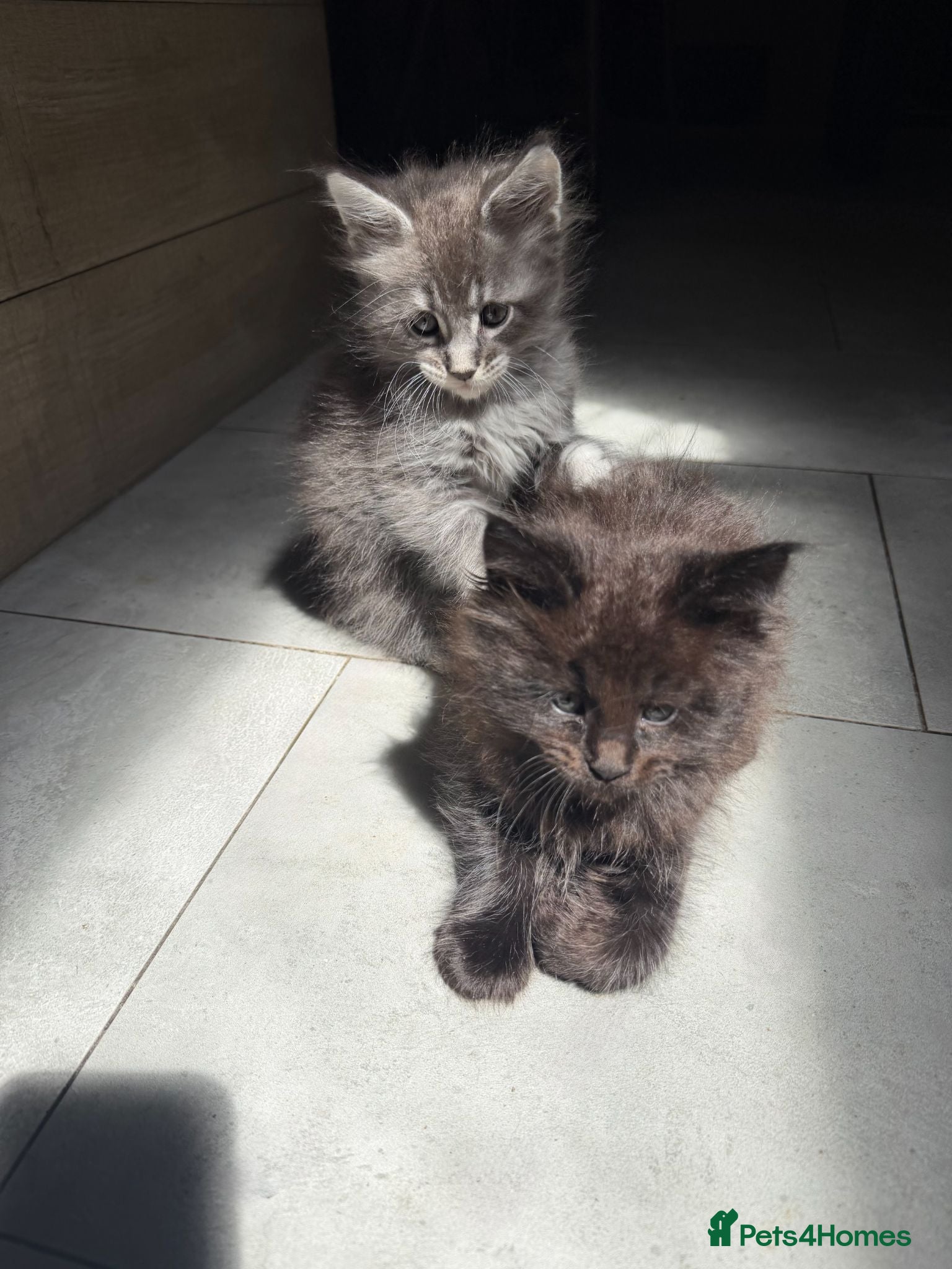 Maine Coon cats Tica Main Coon Kittens - Advert 17