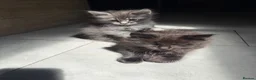Maine Coon cats for sale: Tica Main Coon Kittens - Advert 1