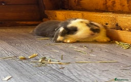 French Lop rabbits for sale: 🩵Stunning litter pure bred blue eye French lops🩵 - Image 8
