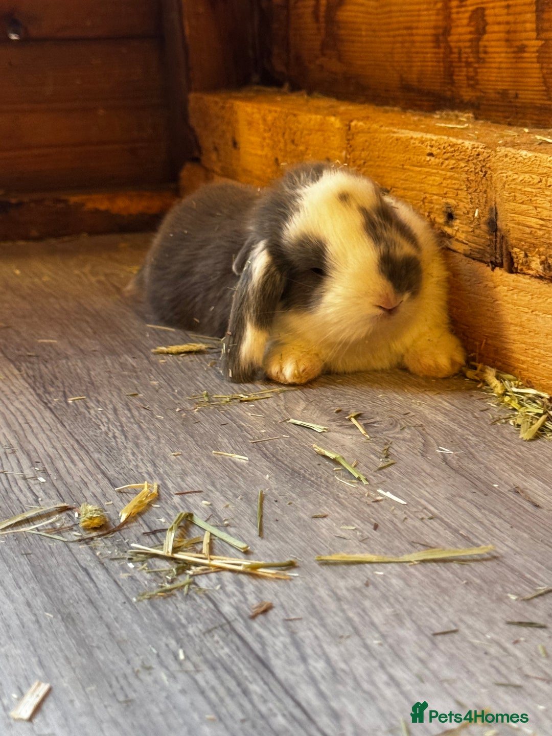 French Lop rabbits for sale: 🩵Stunning litter pure bred blue eye French lops🩵 - Image 8