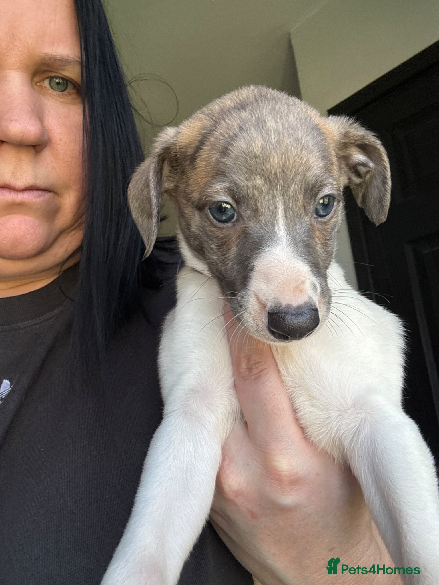 Whippet dogs 🌟 quality KC whippet pups 🌟 - Advert 9