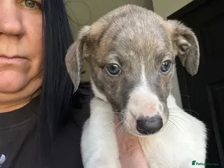 Whippet dogs 🌟 quality KC whippet pups 🌟 - Advert 9