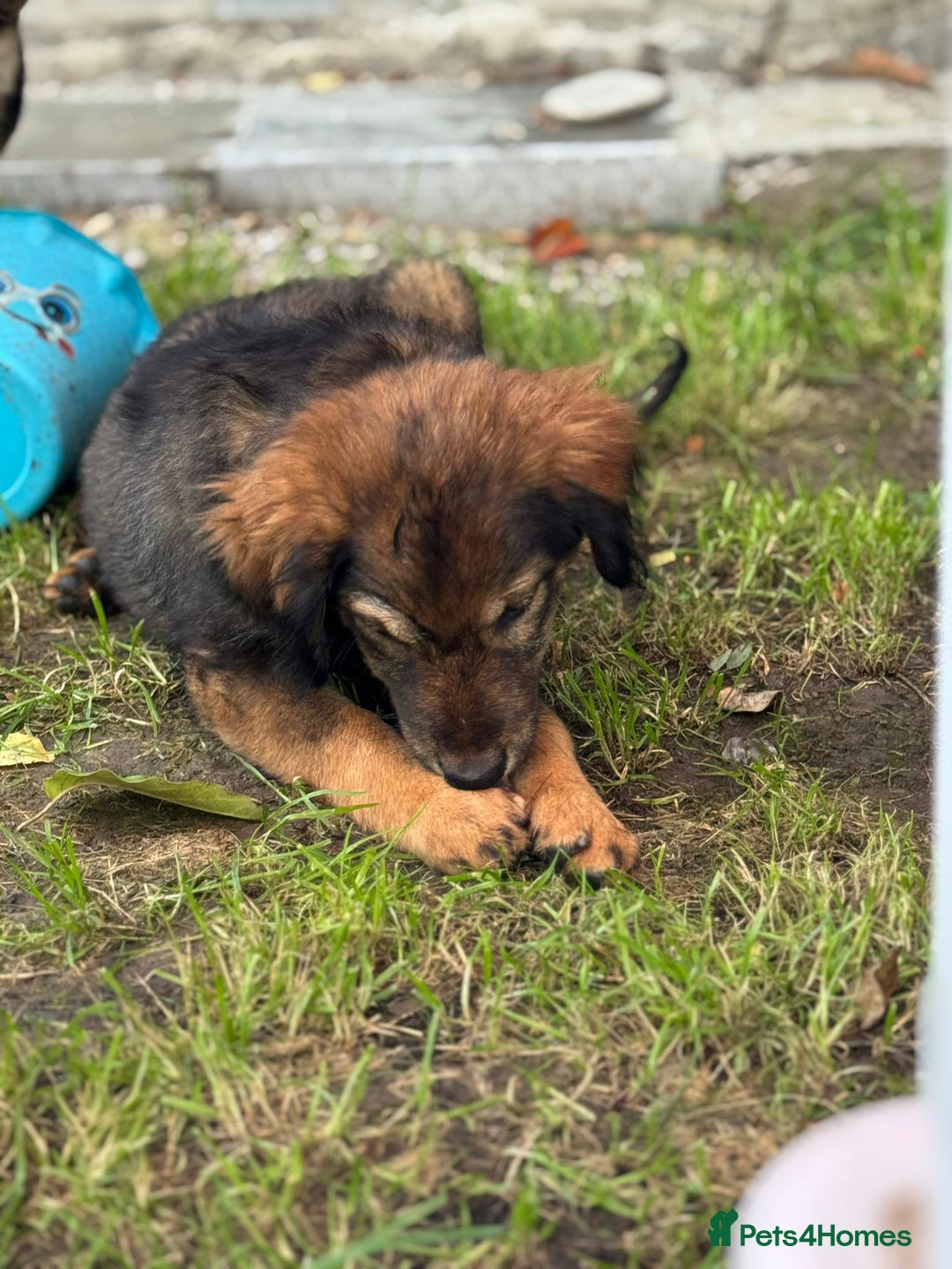 Mixed Breed dogs for adoption: RITA – a Superb young Girl for a Loving Home - Advert 17