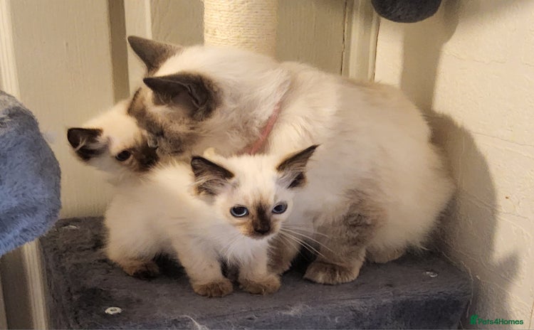 Ragdoll cats - Advert 14