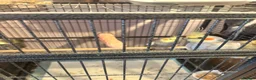 Cockatiels birds for sale: Aviary Cockatiels for sale - Advert 4