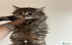 Mixed Breed cats for sale: Fluffy kittens  - Image 6