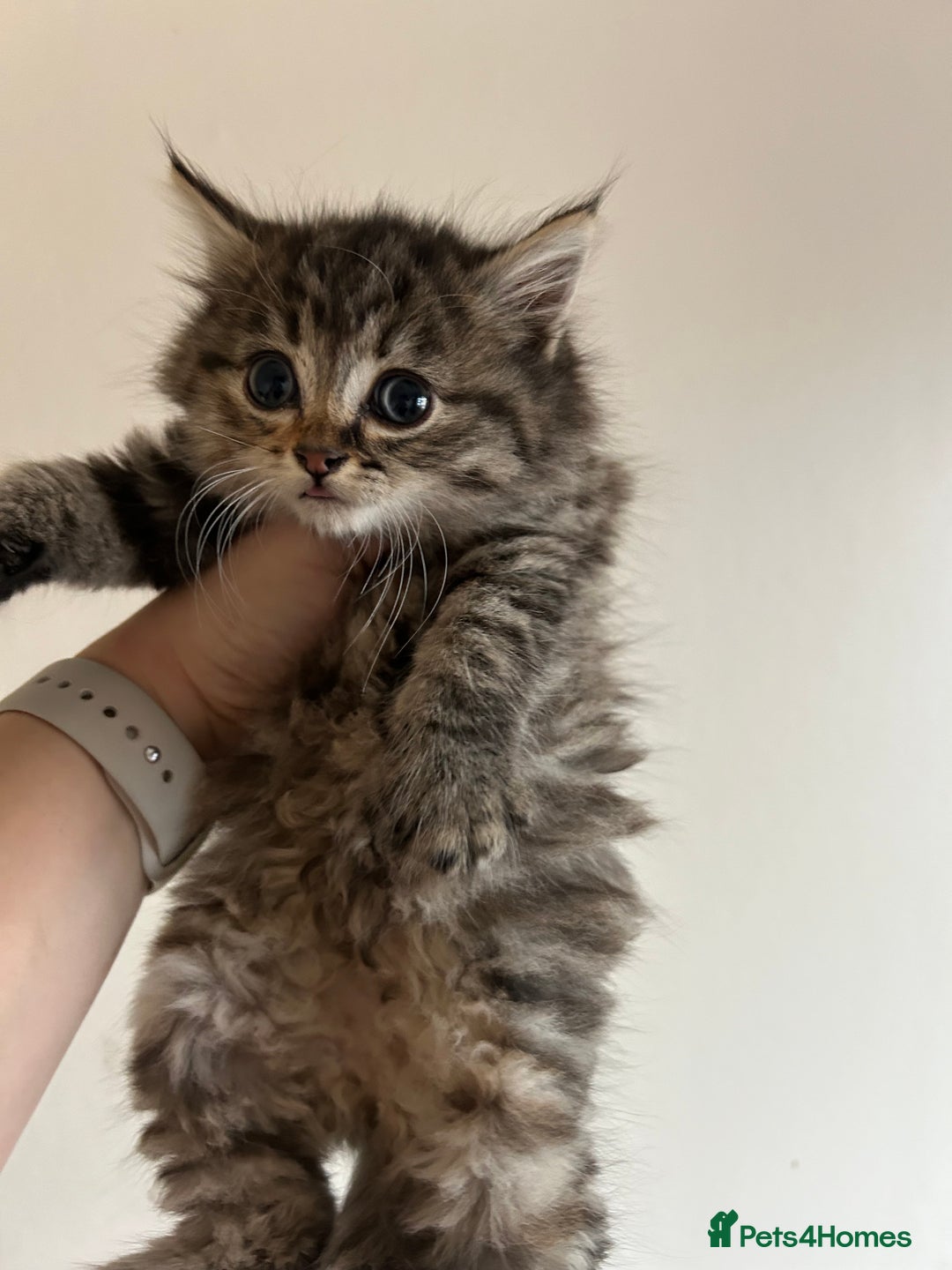 Mixed Breed cats for sale: Fluffy kittens  - Image 6
