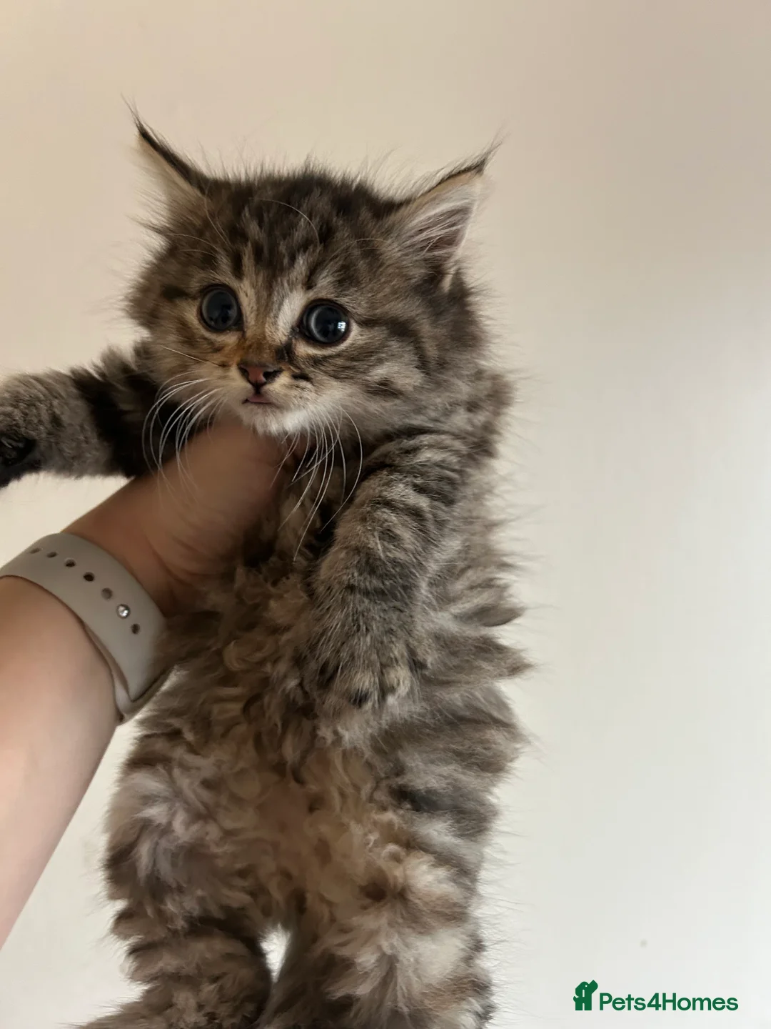 Mixed Breed cats for sale: Fluffy kittens  - Advert 8