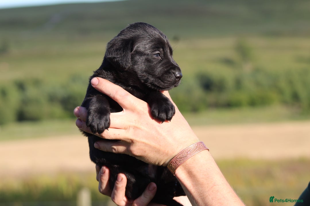 Labrador Retriever dogs for sale: Working Labrador Puppies  - Image 15