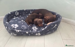 Miniature Dachshund dogs for sale: Mini Davies for sale - Image 9