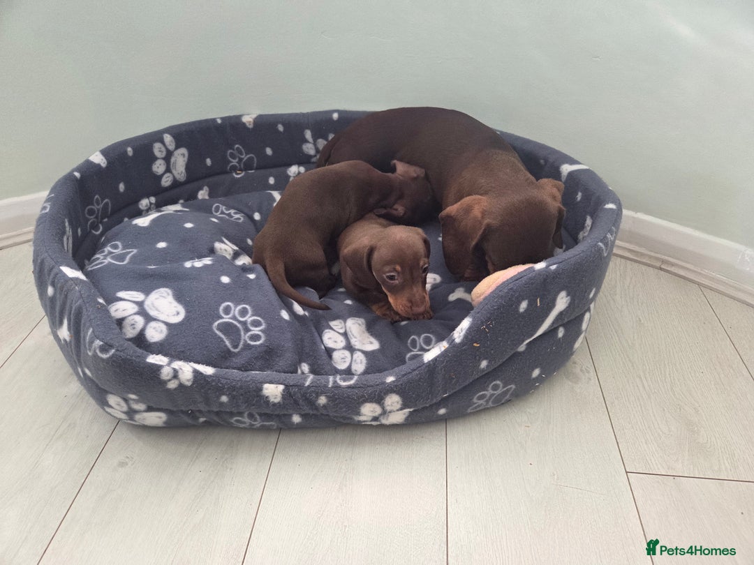 Miniature Dachshund dogs for sale: Mini Davies for sale - Image 9