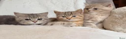 British Shorthair cats for sale: GCCF, BSH kittens from health tested parents  - Advert 4