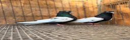 Pigeons birds for sale: IMPORTED IRANIAN SINEH PIGEONS - Advert 1