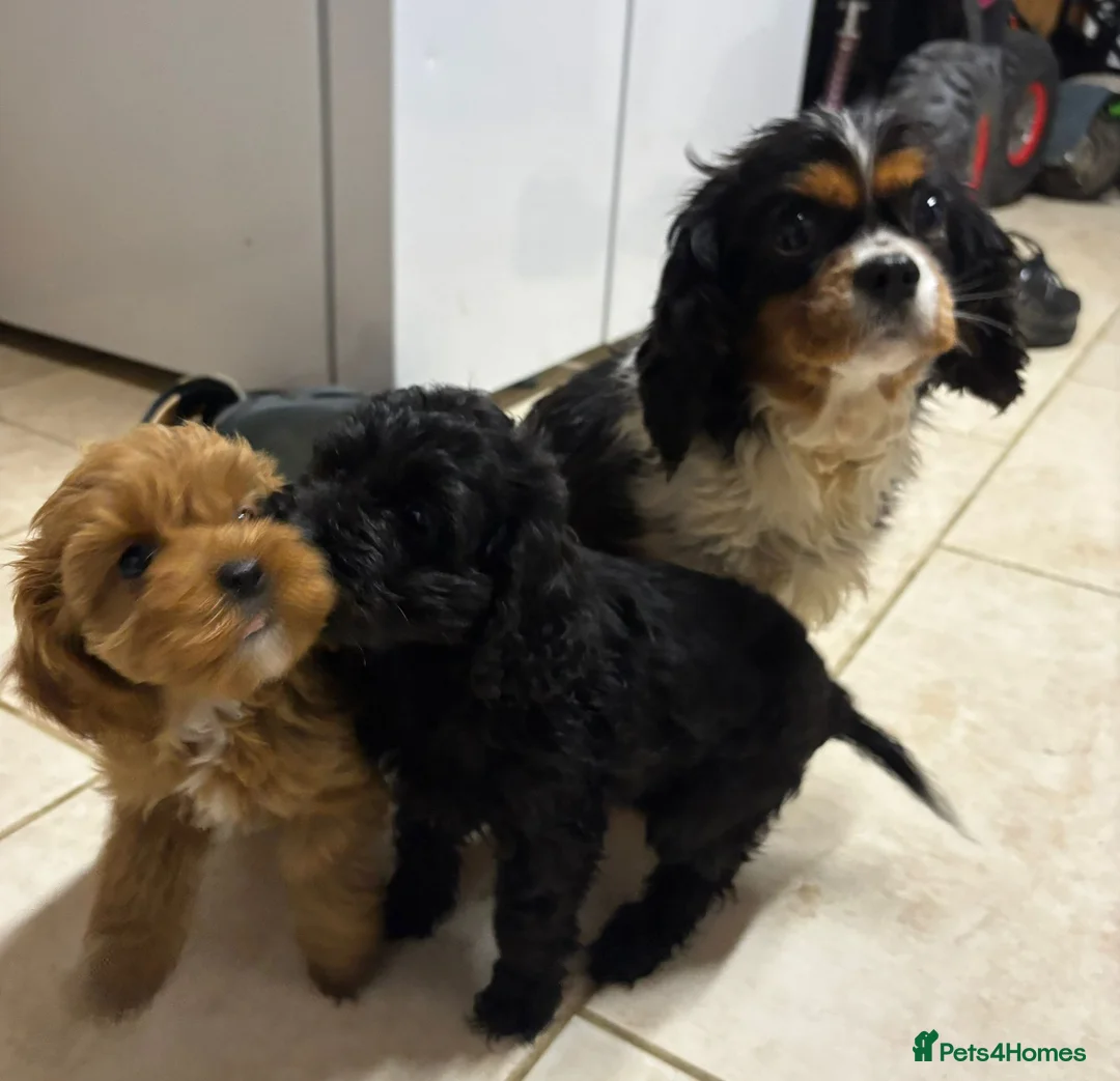 Cavapoo dogs for sale: F1 cavapoo puppies available. - Advert 2