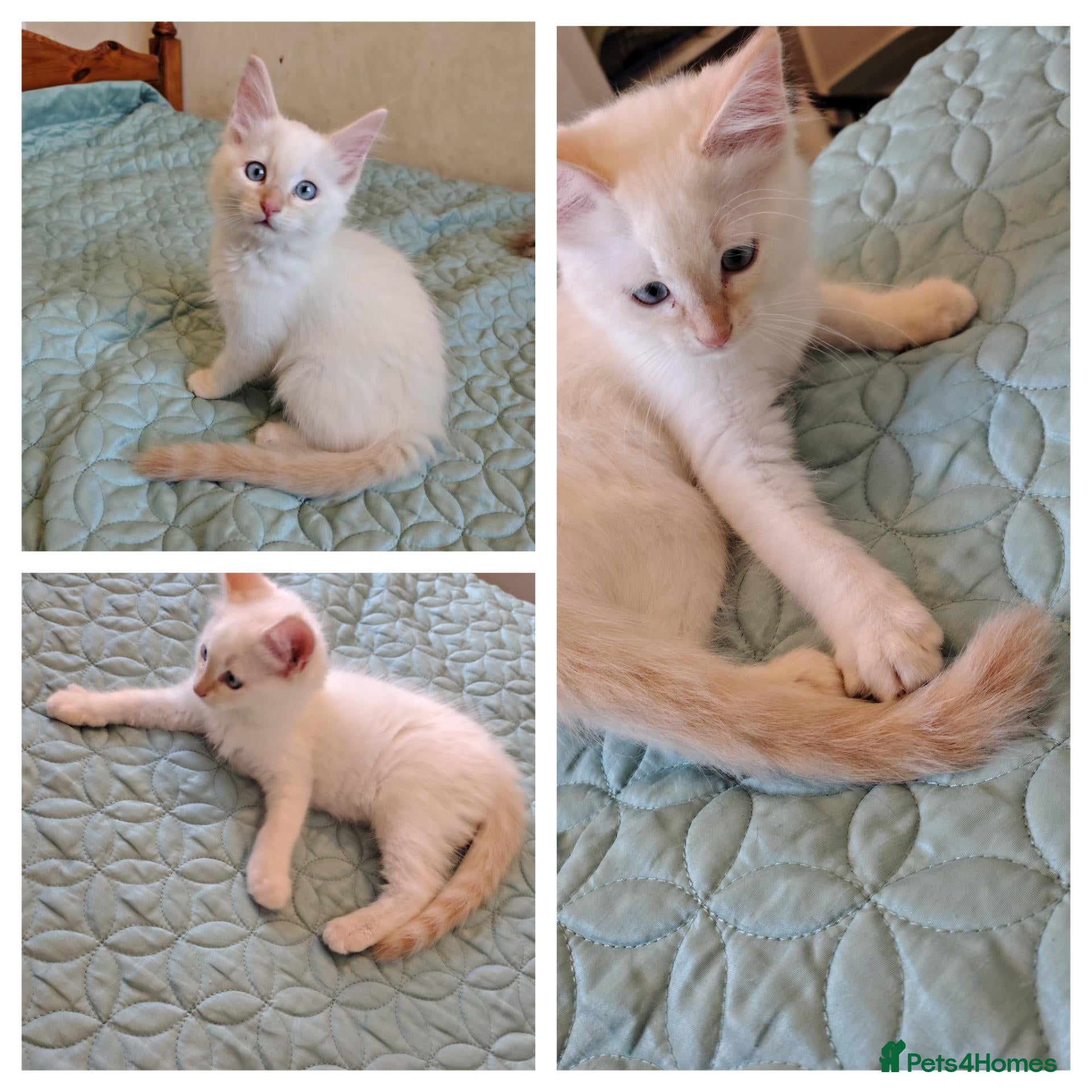 Mixed Breed cats Blue eyed ragdoll mix kittens - Advert 2