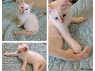 Mixed Breed cats Blue eyed ragdoll mix kittens - Advert 2