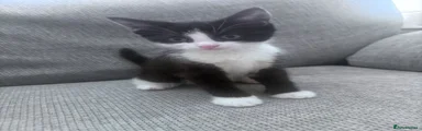 Domestic Shorthair 1