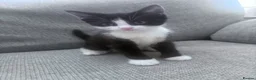 Domestic Shorthair cats for sale: Kittens for sale  - Advert 2